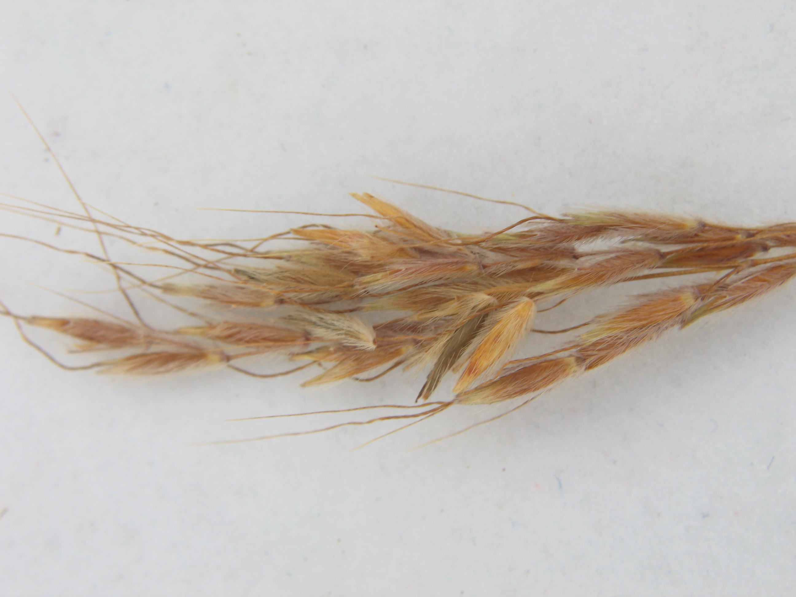 Indiangrass (1).jpg