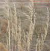 indiangrass2cropc_small.jpg