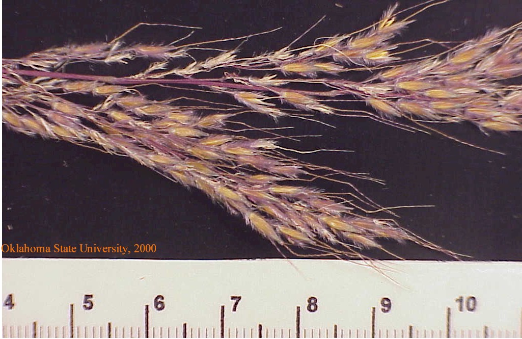 indiangrass5crop.jpg