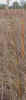 indiangrass6cropc_small.jpg