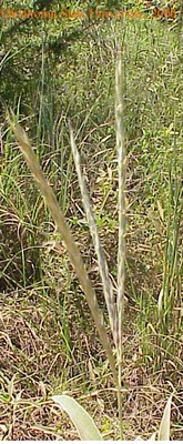 Mvc-026lcrop.jpg