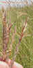 Mvc-805lcrop_small.jpg