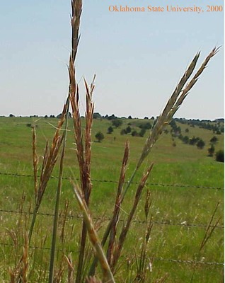 Mvc-810lcrop.jpg