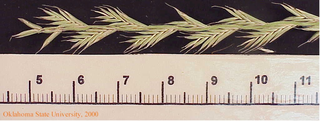 pryegrassplt1crop.jpg