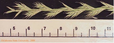 pryegrassplt1crop.jpg