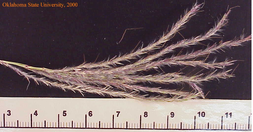 Copy of oldwbsplt1crop.jpg