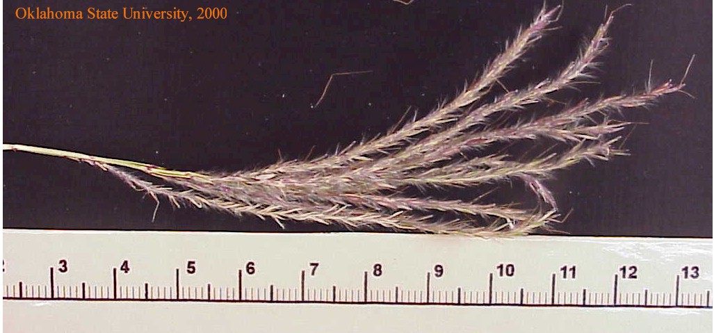 Copy of oldwbsplt2crop.jpg