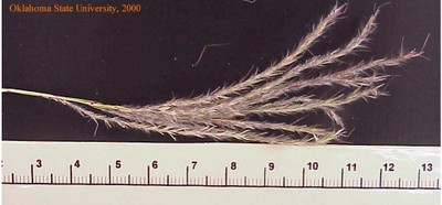 Copy of oldwbsplt2crop.jpg