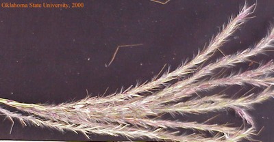 Copy of oldwbsplt3crop.jpg