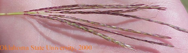 Mvc-589fcrop.jpg