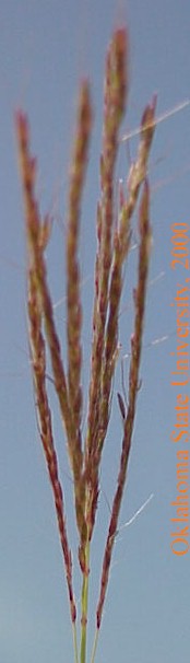 Mvc-591fcrop.jpg