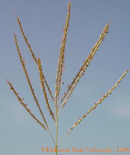 Mvc-592fcrop.jpg