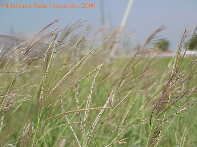 Mvc-593fcrop.jpg