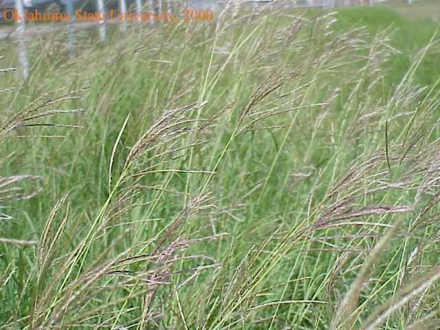 Mvc-595fcrop.jpg