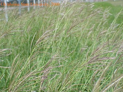 Mvc-595fcrop.jpg