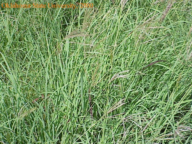 Mvc-596fcrop.jpg