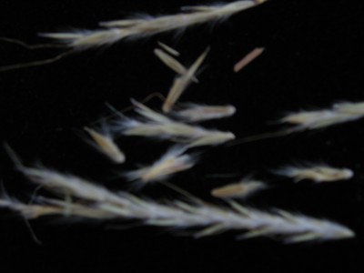 Plains Bluestem (2).jpg