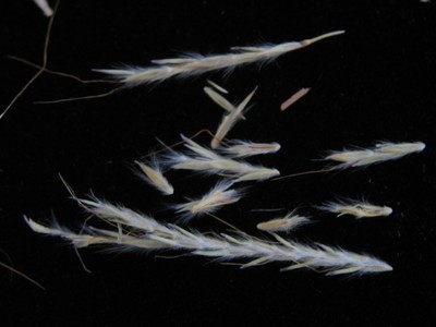 Plains Bluestem (3).jpg