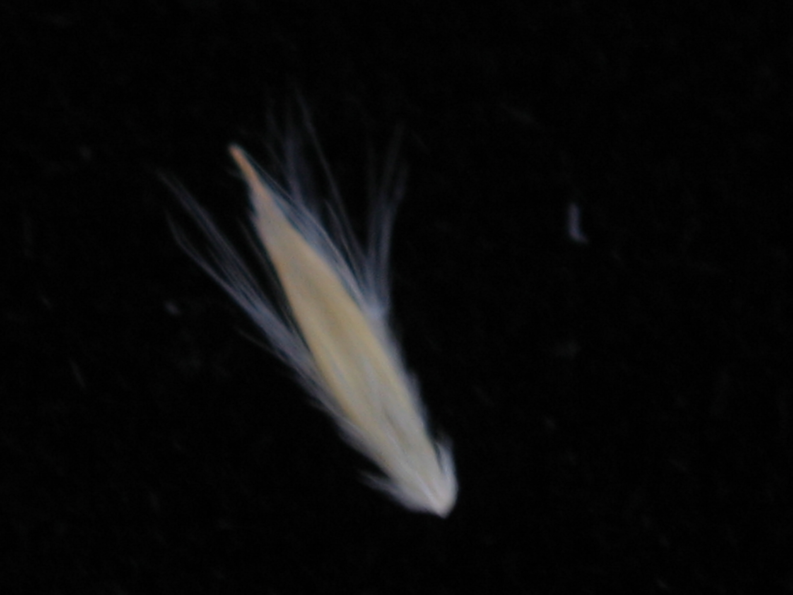 Plains Bluestem (4).jpg