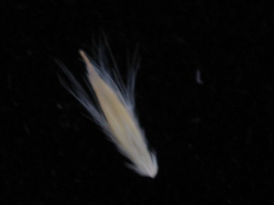 Plains Bluestem (4).jpg