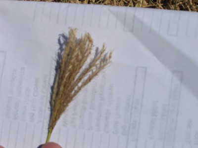 Plains bluestem.jpg
