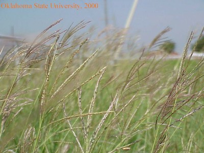 old world bluestemcrop.jpg