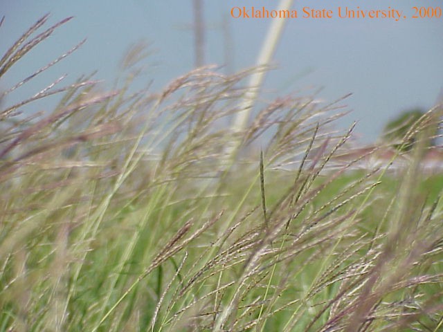 oldworldbluestem21crop.jpg