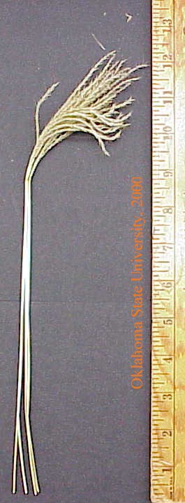 oldworldblustem1crop.jpg