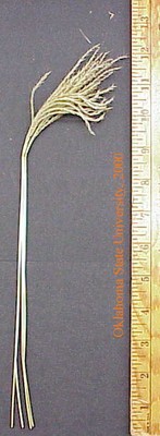 oldworldblustem1crop.jpg