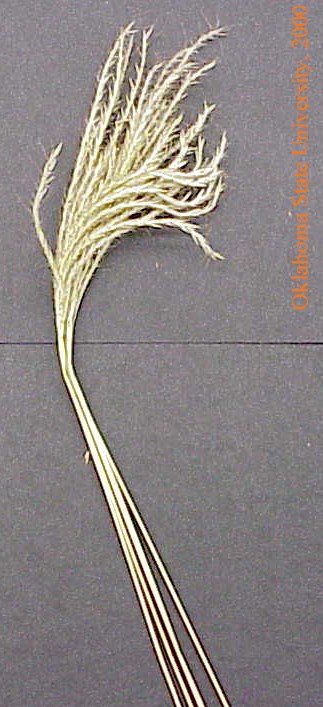 oldworldblustem2crop.jpg
