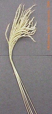 oldworldblustem2crop.jpg