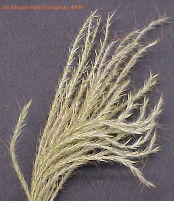oldworldblustem3crop.jpg