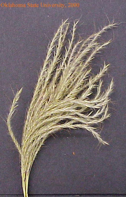 oldworldblustem4crop.jpg
