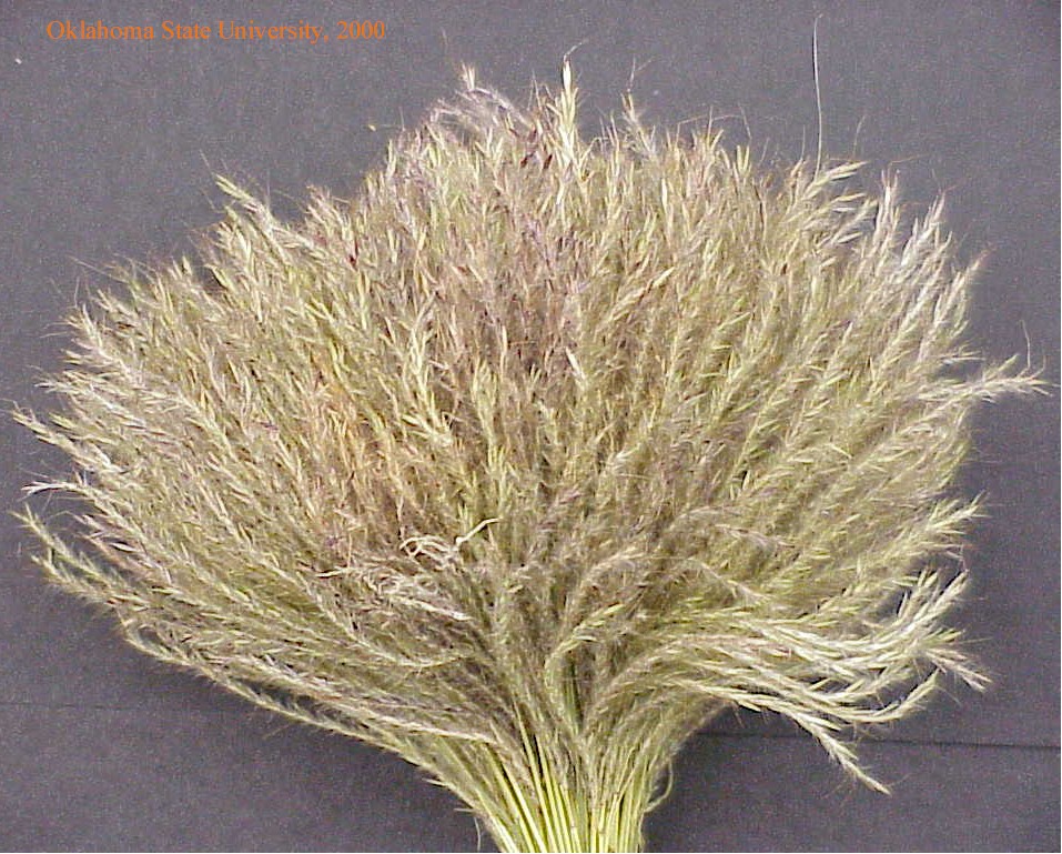 oldworldblustem5crop.jpg