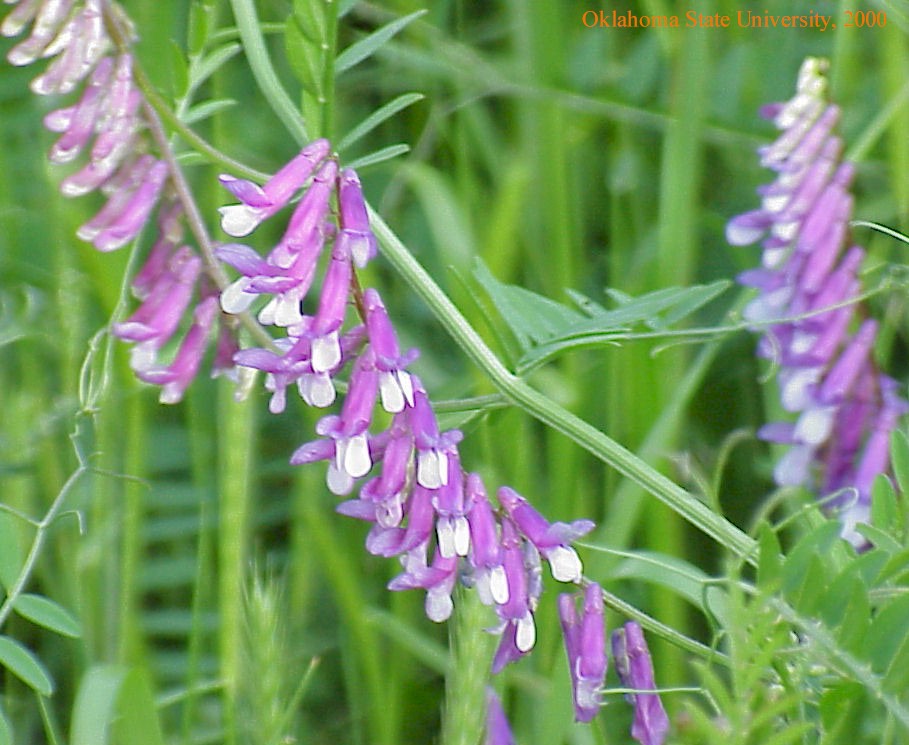 tubularflowercrop.jpg