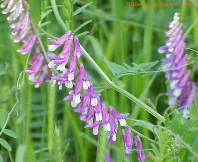 tubularflowercrop.jpg