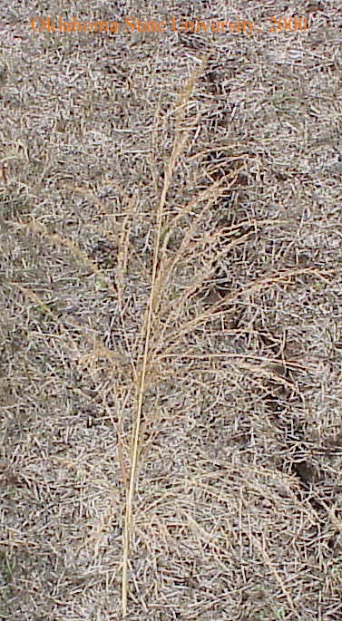 switchgrass11crop.jpg