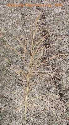 switchgrass11crop.jpg