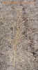 switchgrass11cropc_small.jpg