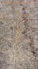 switchgrass11cropc_small.jpg