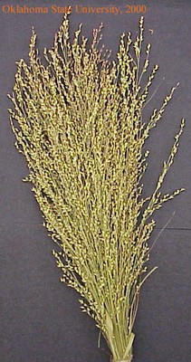 switchgrass1crop.jpg