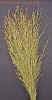 switchgrass1cropc_small.jpg