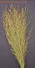 switchgrass1cropc_small.jpg