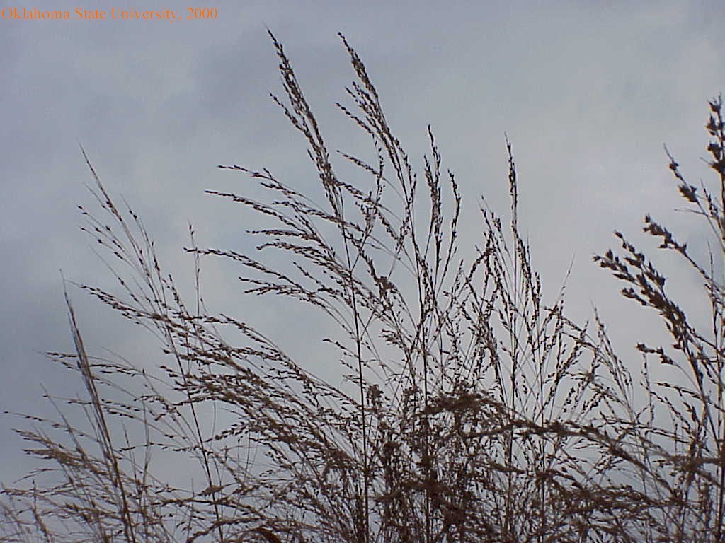 switchgrass22crop.jpg