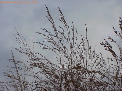 switchgrass22crop.jpg