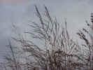 switchgrass22cropc_small.jpg