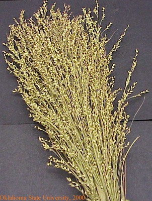 switchgrass2crop.jpg