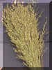 switchgrass2cropc_small.jpg