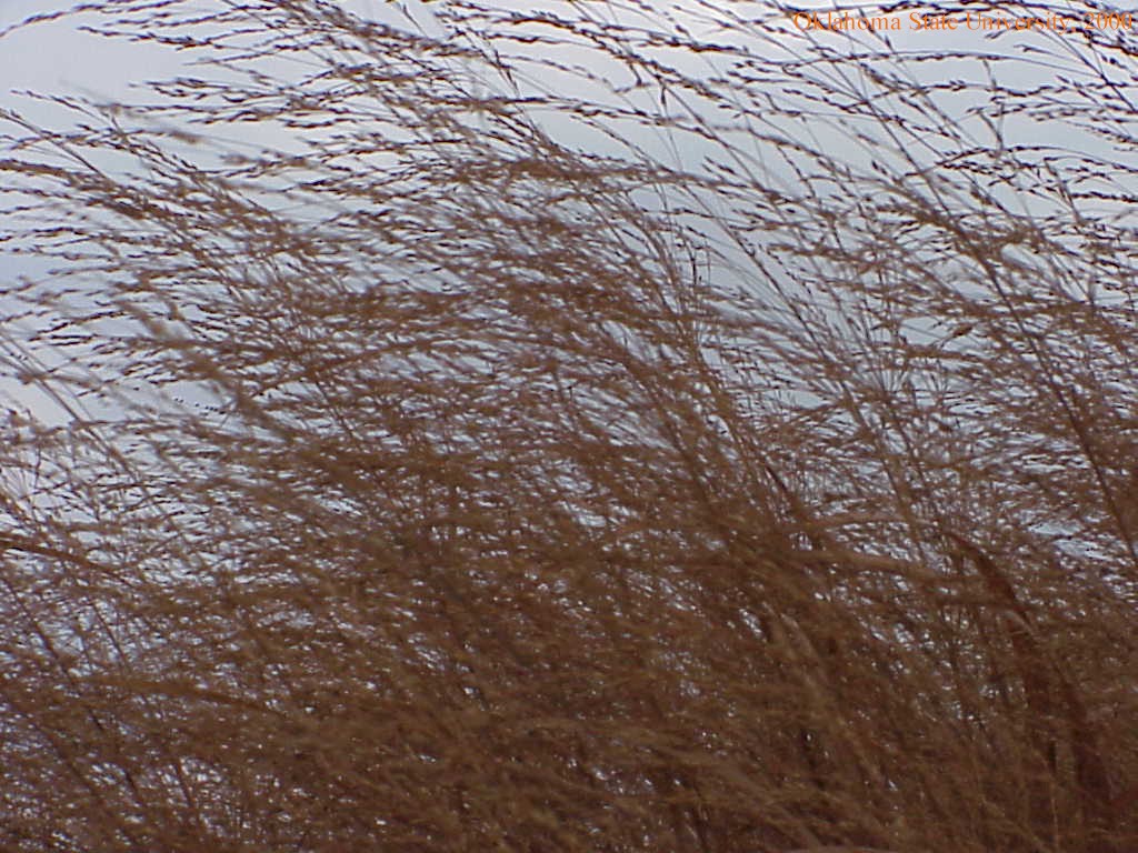 switchgrass33crop.jpg