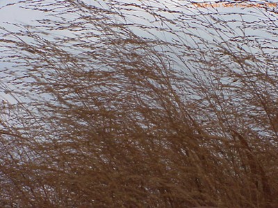 switchgrass33crop.jpg